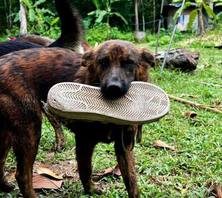 视频|泰国流浪犬报喂食之恩 每日送“大礼”回馈恩人