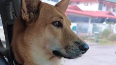 視頻 | 愛犬“森七七”看窗外 主人：晚回家它就甩臉色