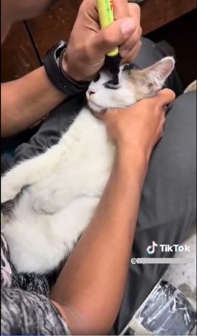 视频|男子马克笔涂猫脸掀众怒 动物协会吁肉搜阻劣行