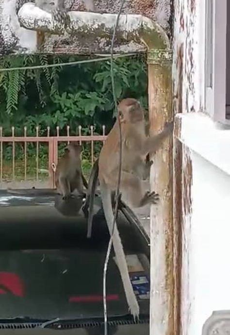 野生动物局吁不要喂养野猴免野猴迅速繁殖