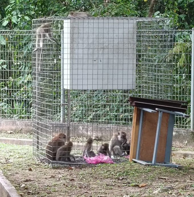 野生动物局吁不要喂养野猴免野猴迅速繁殖