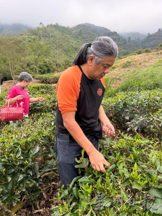 霹：封底主文／它的诞生|萎凋、杀青、揉捻到晒青  一窥鲜叶变茶叶制茶工序