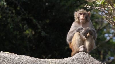 香港传11猴集体暴毙 被证实感染人畜共通疾病“类鼻疽”