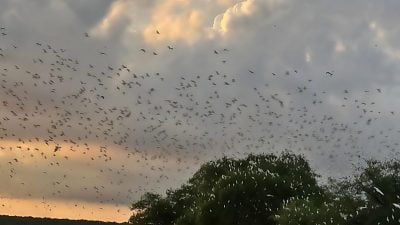 星角攝︱夕陽中萬鳥歸巢 驚豔