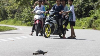 小心，烏龜要過馬路