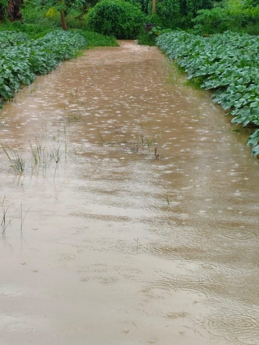 阿依沙叻6菜园淹水