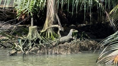 鳄鱼成甲河“霸主”    四脚蛇水獭渐消失