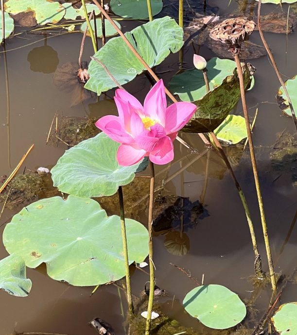 （古城第二版主文）【带你去找爱】：莲花的爱