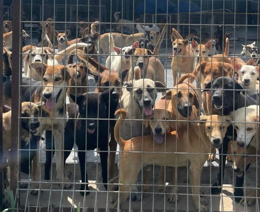 （古城第六版主文）甲生命护生园发动爱心捐献·冀望让爱不流浪