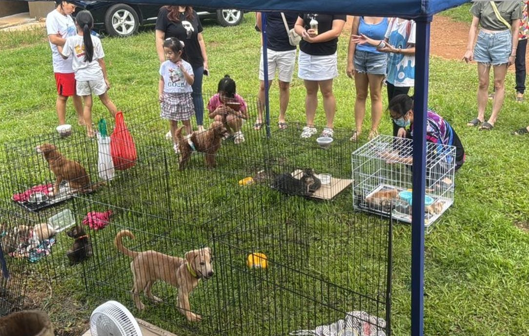 （古城第六版主文）甲生命护生园发动爱心捐献·冀望让爱不流浪