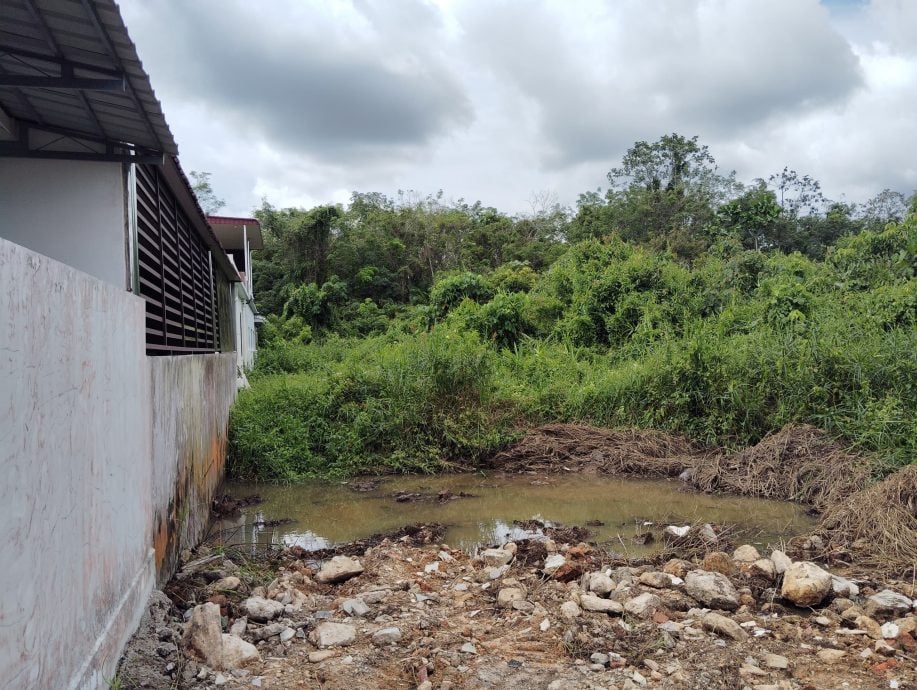 民生特工队：有主地段无人打理   茂密树林成为动物蚊虫天堂