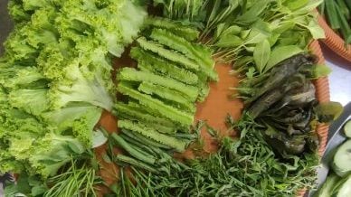 阿蓟／效法马来人多吃野菜（ulam），可保青春常驻