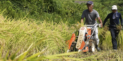 Ageing farmers face extreme temperatures as they struggle to maintain Japan’s rice crop