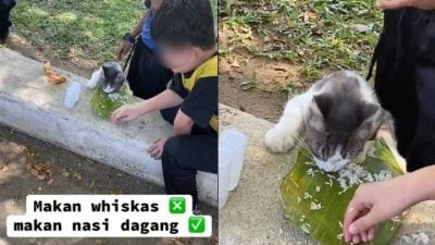 视频｜流浪猫咪饥饿辘辘 男童舀饭投喂引赞