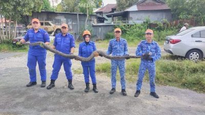 蟒蛇出没住宅区