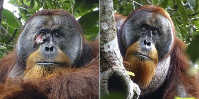 A wild orangutan used a medicinal plant to treat a wound, scientists say