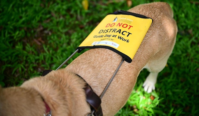 ‘I get rejected 70% of the time’: Singapore’s visually impaired with guide dogs still face challenges