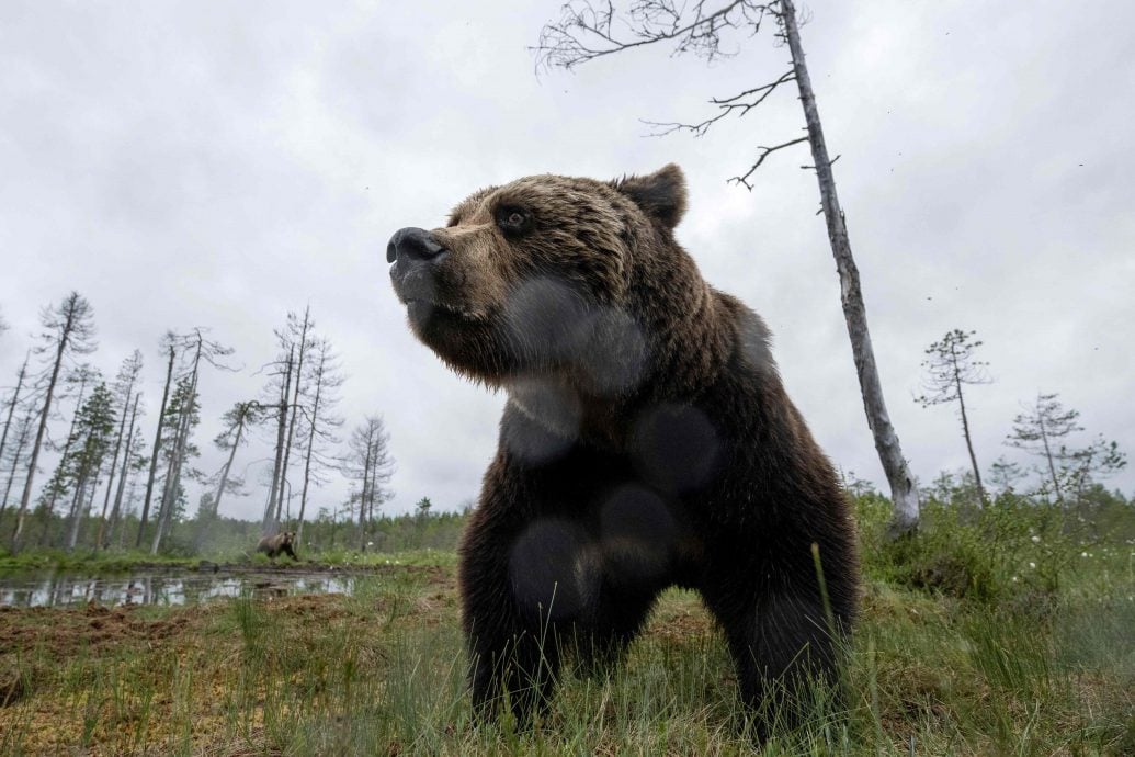 WWF：世界野生动物族群量 50年来锐减逾70%