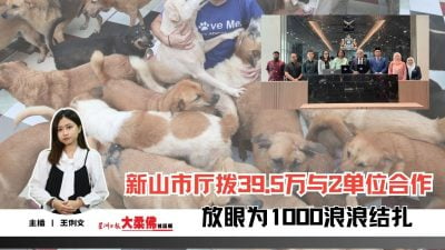 大柔佛三分钟 | 新山市厅拨39.5万与2单位合作，放眼为1000浪浪结扎