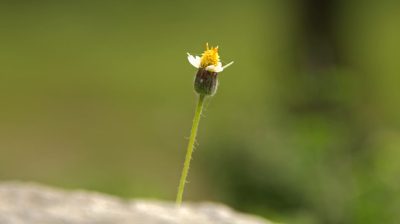 童話裡的小菊花/葉歡玲（寄自新加坡）