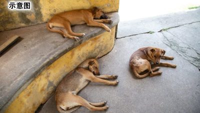 安乐死非长期解决方案　SPCA促政府制定流浪动物绝育法律