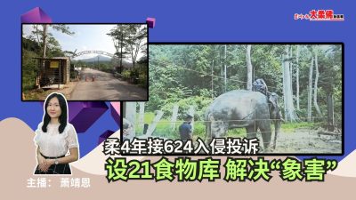 大柔佛三分钟 | 柔4年接624入侵投诉，设21食物库 解决“象害”