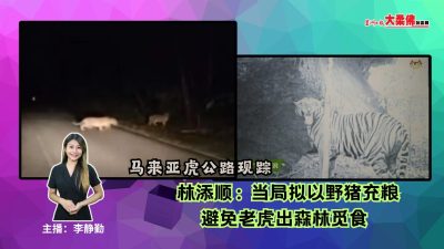 大柔佛三分钟 | 马来亚虎公路现踪 | 林添顺：当局拟以野猪充粮避免老虎出森林觅食