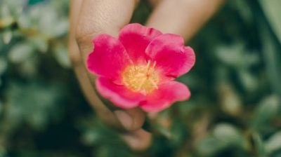 写在七月花开的季节里/米西罗（峇六拜）