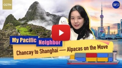 Chancay to Shanghai — Alpacas on the Move