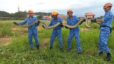 吓坏割草工人 20尺大蟒蛇被捕