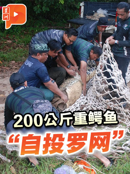 200公斤重鳄鱼“自投罗网”