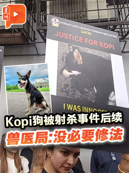 Kopi狗被射杀事件后续 动保团体要求修法