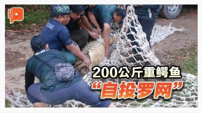 200公斤重鳄鱼“自投罗网”