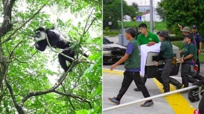 视频 | 动物园失踪半年 东黑白疣猴蔡厝港寻获