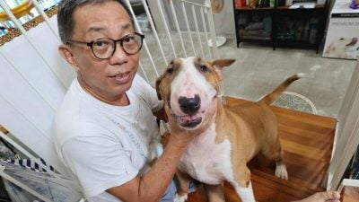 斗牛梗袭击邻居与柴犬　狗主罚款1.48万