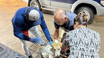 葉乃龍：注射疫苗阻斷傳染病 領養助解決流浪狗問題