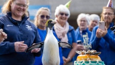 “北美最老的企鹅之一”冠企鹅米奇庆祝40岁生日