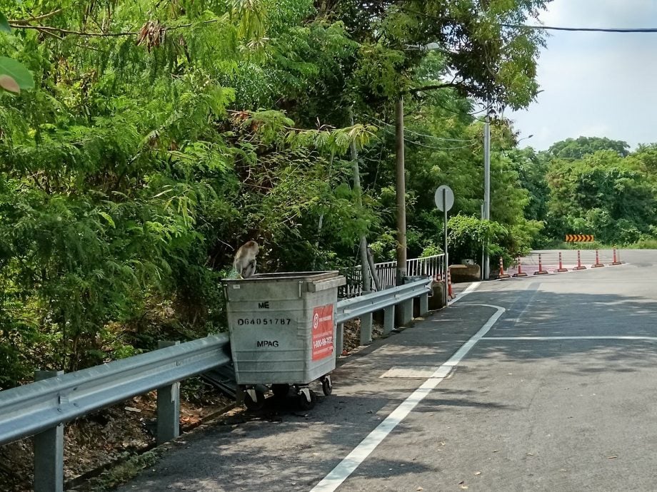 “家园”被砍伐，猴群转入市区“游玩”觅食