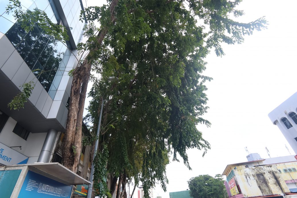 东：关丹市政厅公关诺哈雅杜胡达披露，为应对雨季，市政厅已经提前做好准备，鉴定高风险的树木