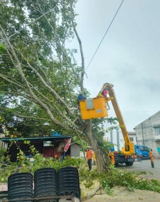 文德甲工业城老树枝叶  获市会派员修砍