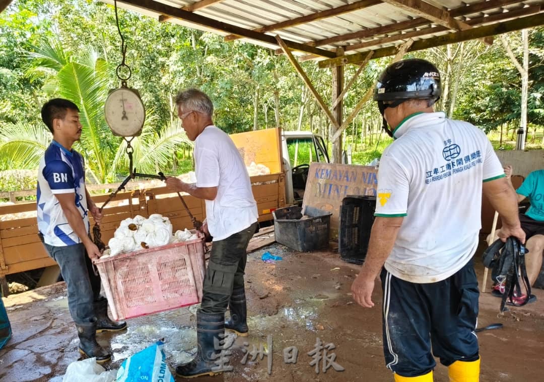 东：胶价涨但产量减