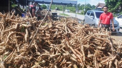 雨季木薯需求量增   农民急增耕地种植