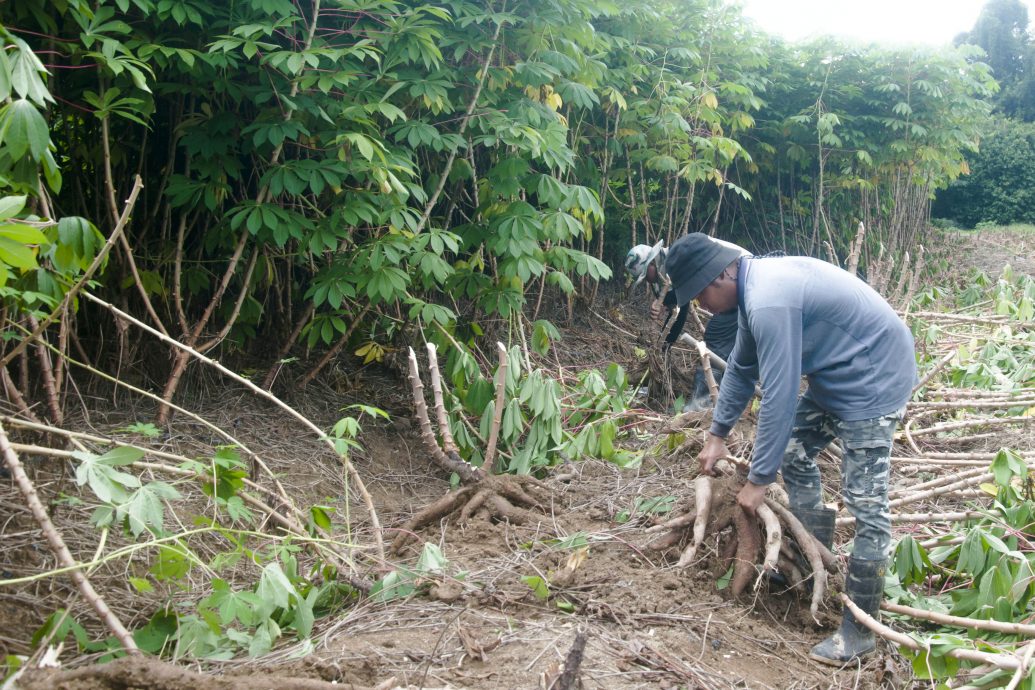 东：雨季时期木薯需求量高，农民急增耕地种木薯