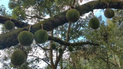 雨水多难开花结果   1月榴梿料歉收