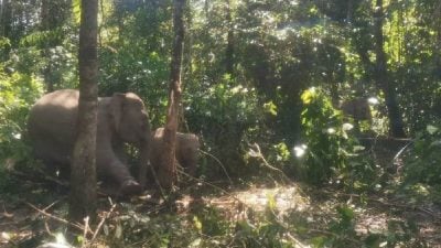 破壞農作物干擾居民   丹野生動物局捕5野象