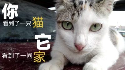 为流浪狗、流浪猫请命，生命教育海报设计比赛出炉！