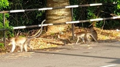 家麗城花園一個月兩宗野猴攻擊人事件 森林局不排除射殺攻擊性強猴子 市議員再三提醒勿投餵