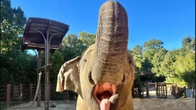 華府動物園亞洲象“Kamala”死亡 網友：壞兆頭