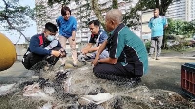 藏身树上“嘎嘎”通报快逃   隆市局捕鸽 鸦搅局