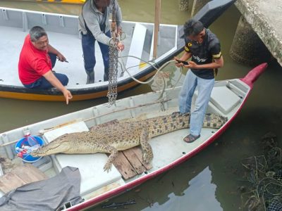 太平雙溪吉隆河 鱷魚誤入魚網被纏死